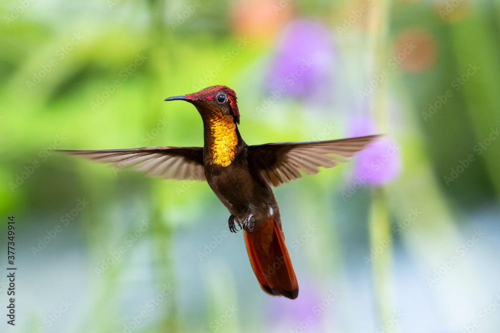 Fototapeta premium Kolibry Ruby Topaz unoszące się w powietrzu z rozmytymi liśćmi w tle. jasno oświetlony tropikalny ptak, ptak w locie, koliber w ogrodzie, piękna przyroda, dzika przyroda
