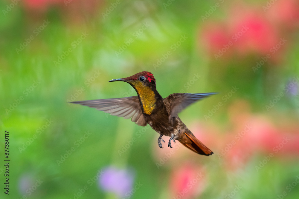 Fototapeta premium Kolibry Ruby Topaz unoszące się w powietrzu z rozmytymi liśćmi w tle. jasno oświetlony tropikalny ptak, ptak w locie, koliber w ogrodzie, piękna przyroda, dzika przyroda