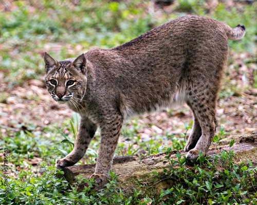 Bobcat Stock Photos. Bobcat close up walking and looking at the camera while showing its body, head, ears, eyes, nose, mouth tail and enjoying its environment and habitat. Picture. Image. Portrait.