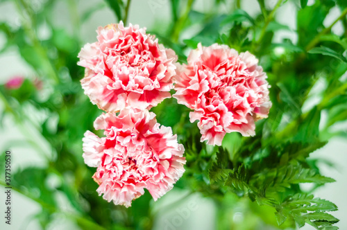 pink carnation flowers