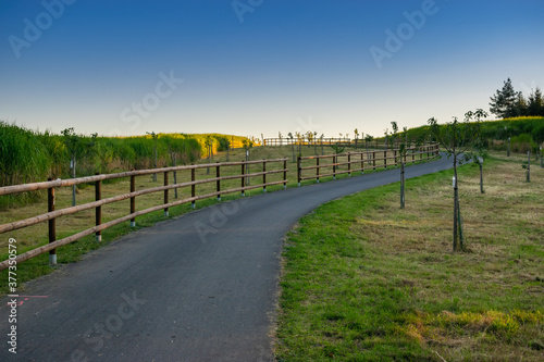 Asphalt cyclopath going through the meadow