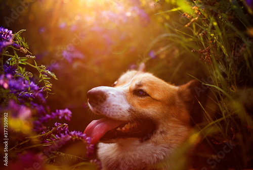 cute a Corgi dog sits on a blooming summer lilac meadow in the sun