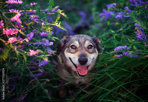 cute dog sitting on blooming summer lilac and pink meadow and smiling sweetly...