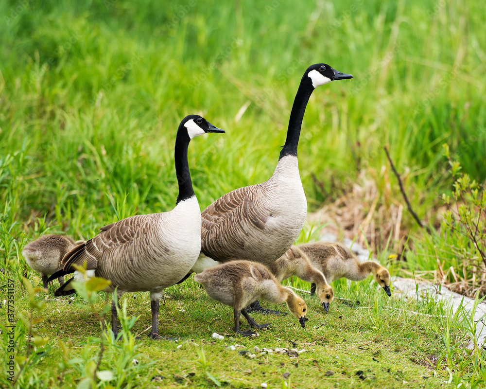 Canadian Geese Stock Photos. Canadian Geese with baby geese gosling. Canadian Goose. Baby birds. Goose family. Canadian Geese Stock Photos. Canadian Geese with baby geese gosling. Canadian Goose. Baby birds. Goose family.