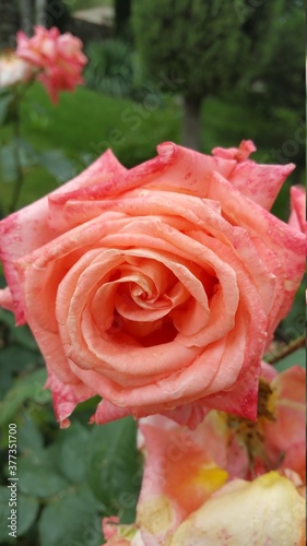 pink rose in garden