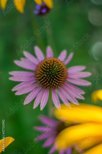 Echinacea