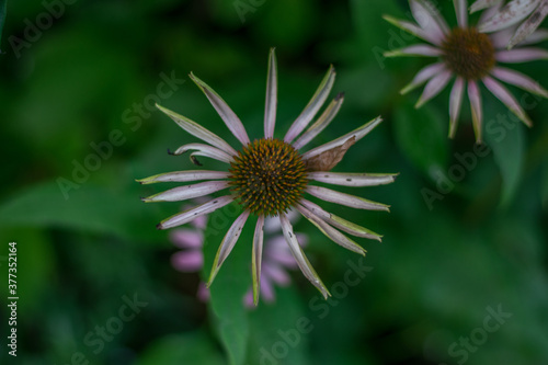 Fast verblühte Blume