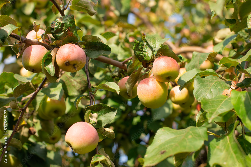 Obraz premium green unripe apples on a branch