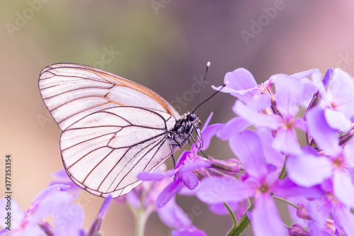 Cabbage white batterfly on purple flowers. Gardening. Insect pests. Pieris brassicae. © Marina