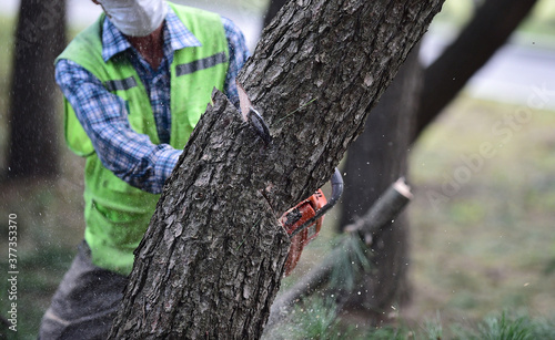 Logger with Chainsaw cutting tree trunk