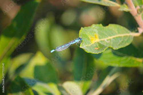Billede på lærred Blue damselfly Eurasian Bluets (Nors so, Denmark)