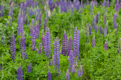 lupine field with pink purple and blue flowers