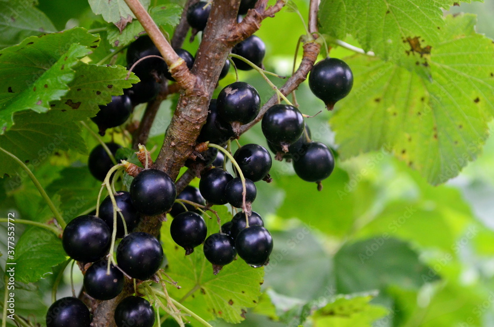 Blackcurrants on the branch in the garden, harvest of blackcurrants on the branch