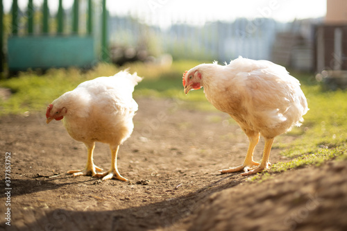 Poultry farm. White chick walkinng in a farm garden. photo