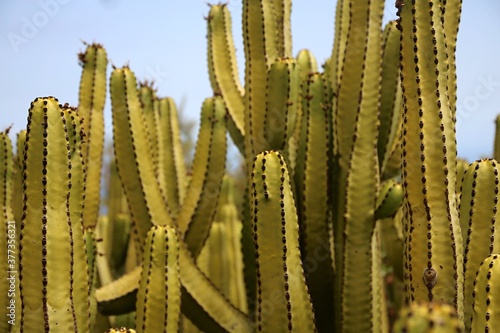 cactus in desert