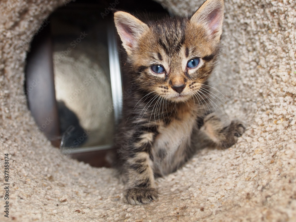 Too cute tabby kitten with blue eyes and white belly inside a cat condo