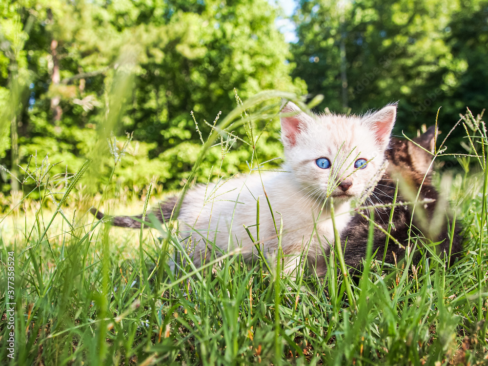 Pointed kitten standing in tall grass, blue eyes Pointed kitten standing in tall grass, blue eyes