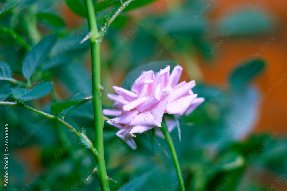Rose room in drops of water. Rose room in drops of water.