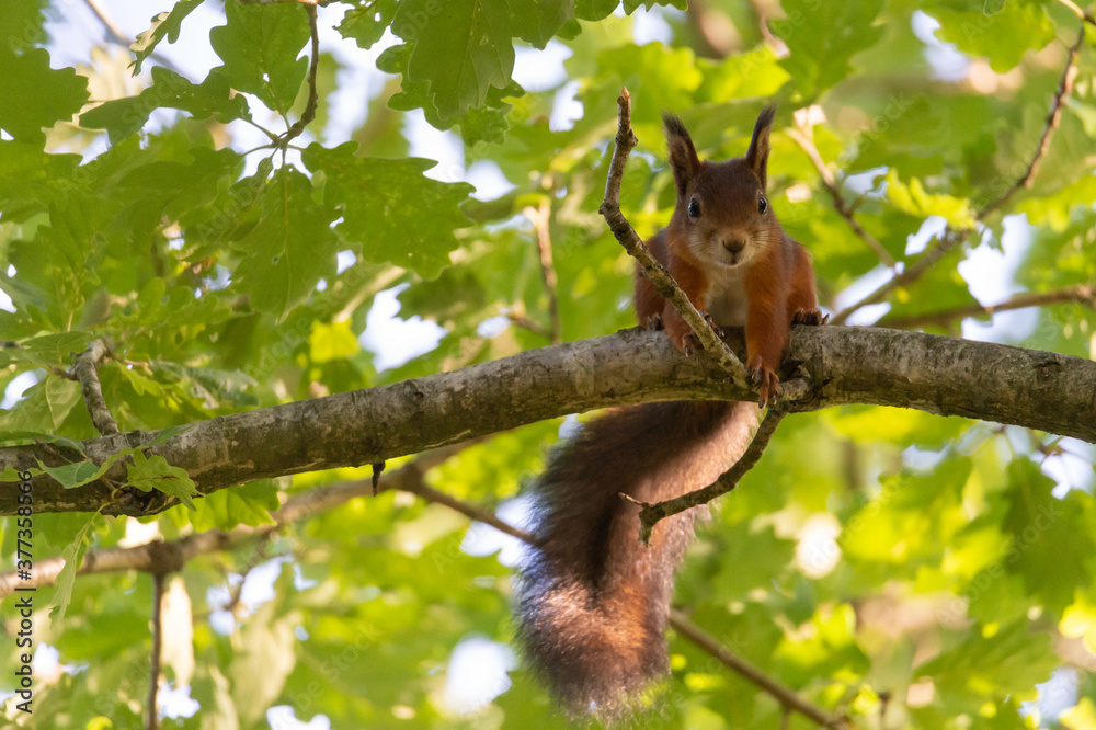 Curious squirrel on a wooden branch. Animal photography, shallow depth of field, background with place for text, lettering and copy space. Curious squirrel on a wooden branch. Animal photography, shallow depth of field, background with place for text, lettering and copy space.