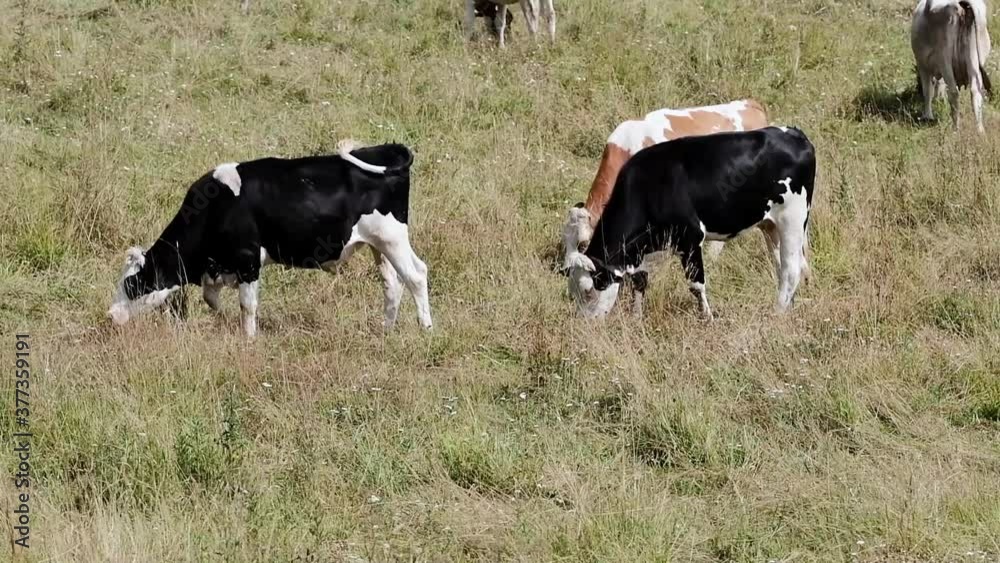 Cows grazing free in a field on the hills of Trentino Alto Adige region, Italy Cows grazing free in a field on the hills of Trentino Alto Adige region, Italy