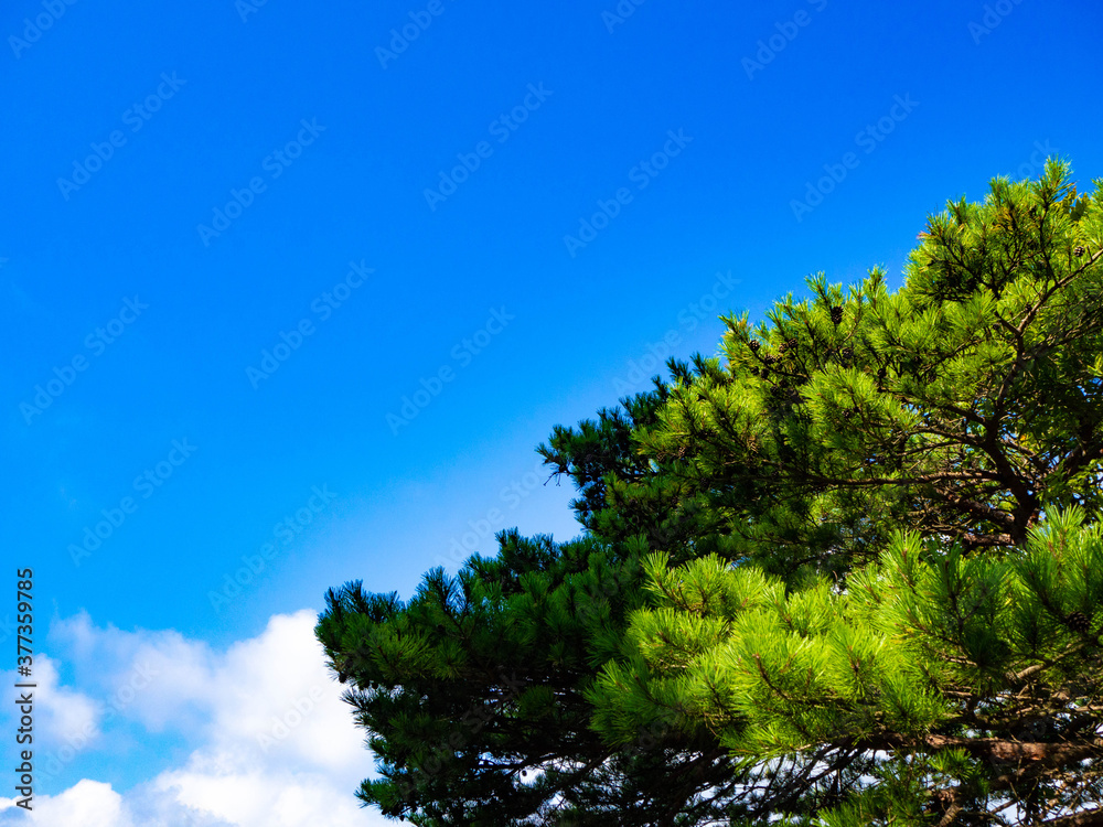 青空と松の木