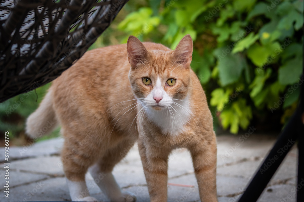 Fototapeta premium Orange cat in the garden