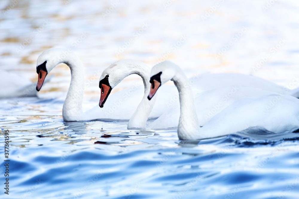Obraz premium 3 Schwäne in der Ostsee - symmetrisch