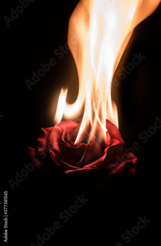 A Burning Rose