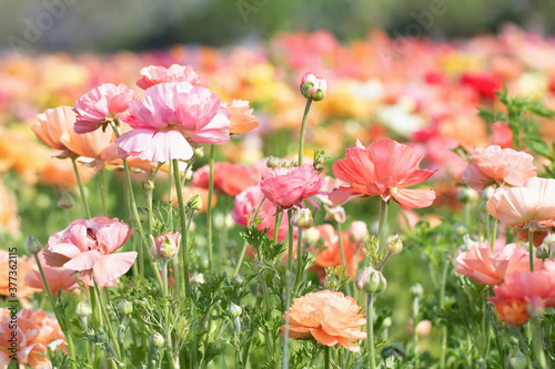 Fotografia Original photograph of a field full of pink, coral and yellow colored Ranunculus