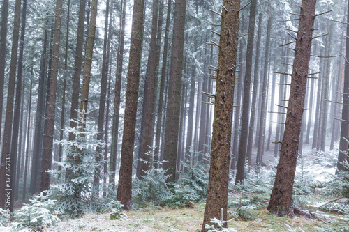 Winter scenery in a mountain forest, with frost and fresh powder snow, in Europe