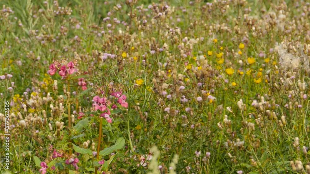 meadow, wild flowers motley grass, panorama meadow, wild flowers motley grass, panorama