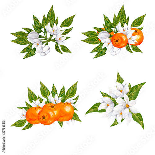 Fotografija Hand painted watercolor orange blossom and fruits compositions, perfect to use o