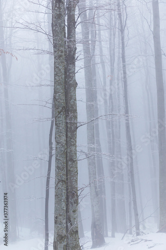 Winter scenery in a mountain forest, with frost and fresh powder snow