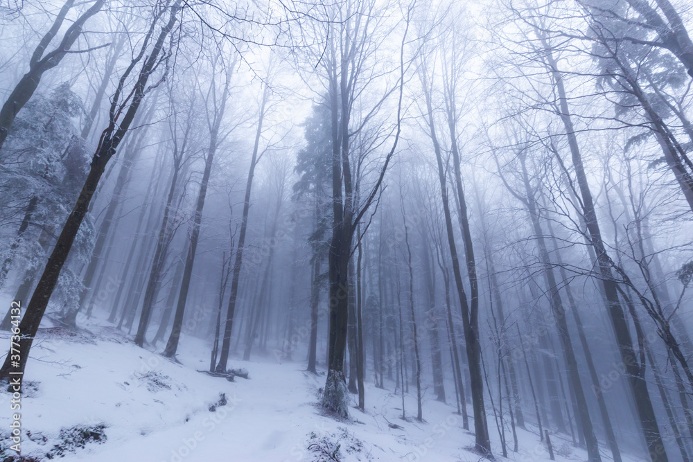 Naklejka premium Winter scenery in a mountain forest, with frost and fresh powder snow