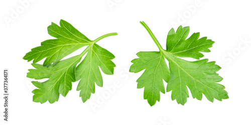 two leaves of parsley isolated on white
