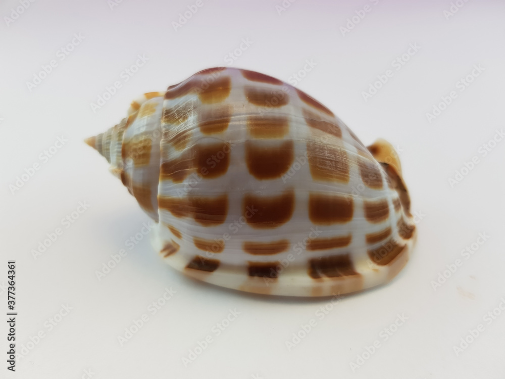  Photograph on white background of seashell or conch Phalium Decussatum of the gastropod family Cassidae
