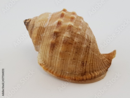  Photograph on white background of seashell or conch Galeodea Echinophora of the gastropod family Cassidae 