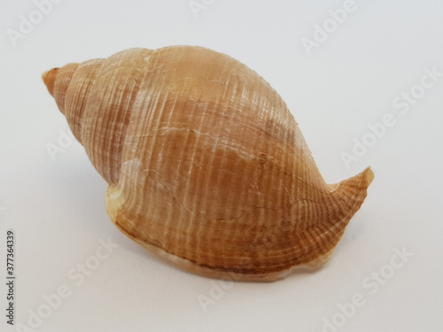  Photograph on white background of seashell or conch Galeodea Rugosa of the gastropod family Cassidae photo