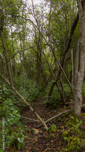 In the shade of a fabulous deciduous forest  the path passes through fallen tree trunks  and the trees are leaning around.