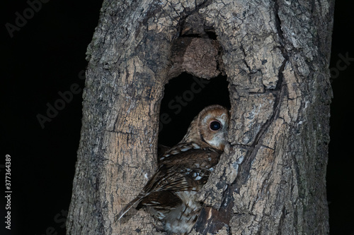 Valokuva Tawny Owl (Strix alculo) photographed at night