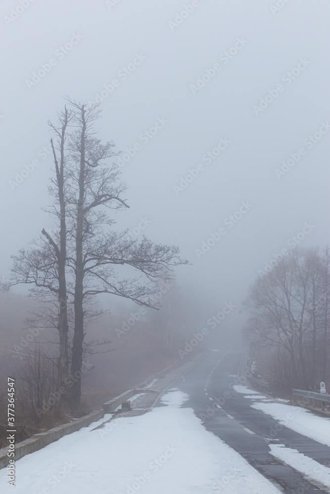 Fototapeta premium Winter scenery in a mountain forest, with frost and fresh powder snow