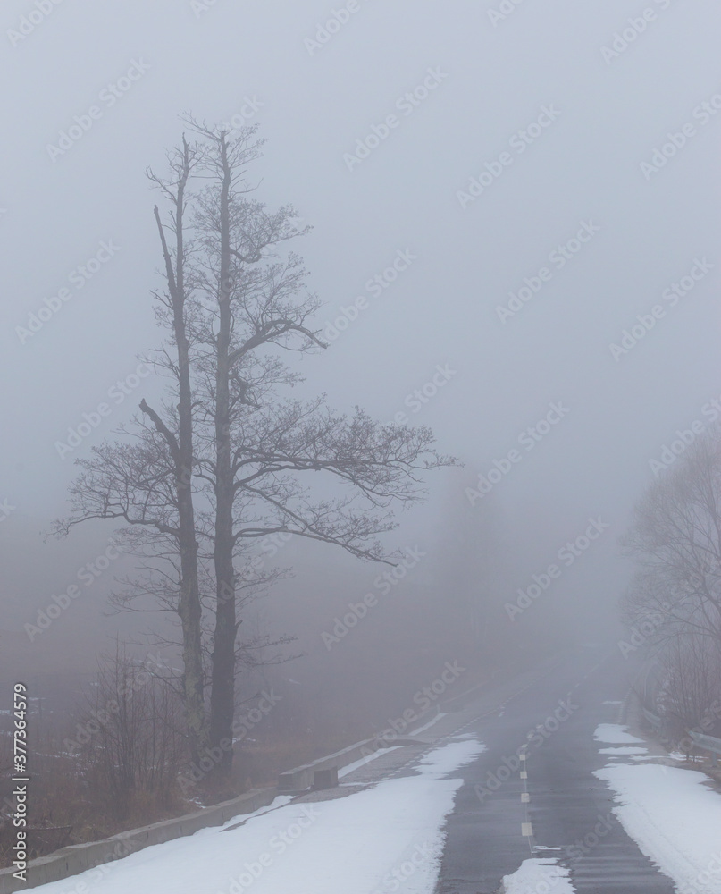 Fototapeta premium Winter scenery in a mountain forest, with frost and fresh powder snow