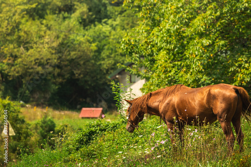 Horse on the background of green mountains, beautiful scenery photo