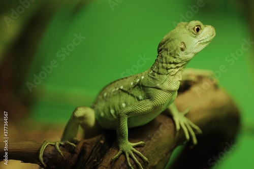Cute green lizard on a branch in the aquarium 