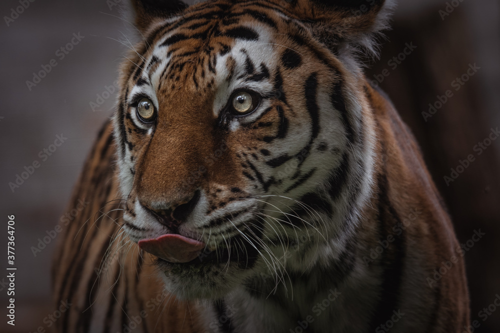 Close up of tiger sticking out tongue