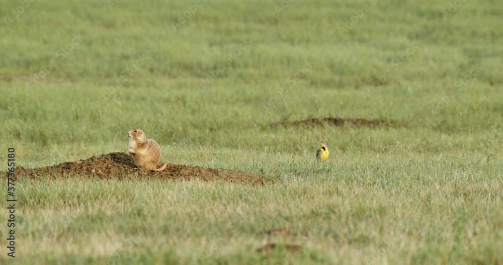 Two western meadowlarks and black tailed prairie dog in grassland Two western meadowlarks and black tailed prairie dog in grassland