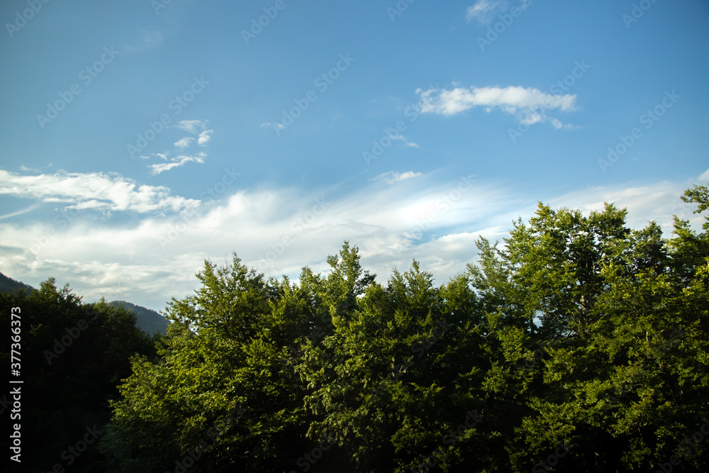 Landscape patterned with rich green trees and bright blue skies Landscape patterned with rich green trees and bright blue skies