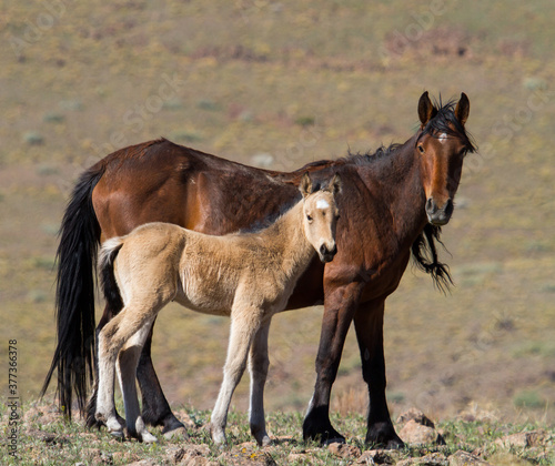 horse and foal wild horses