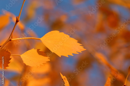 Closeup view of autumn leaf of Populus euphratica (Huyang in Chinese) tree. This leaf has Elliptic shape. Different leaf shapes of Huang tree can sustain different climate in extreme condition. photo