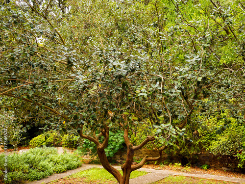 Goyavier du Brésil (Feijoa sellowiana) au tronc à écorce et ramifications rougeâtre, petits fruit ovoïdes et feuillage gris-vert   
